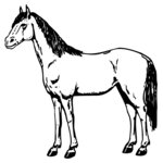 HORSE021