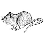 MOUSE004